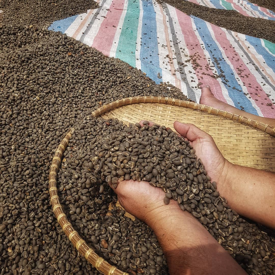 Dulu masyarakat biasa tak boleng mengonsumsi Kopi Gayo (Instagram/pendiwong54)