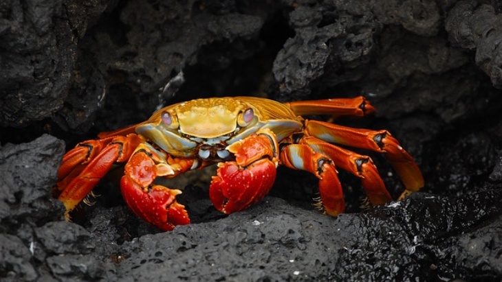 Apa itu Crab Mentality dan Seperti Apa Ciri-cirinya?