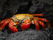 Apa itu Crab Mentality dan Seperti Apa Ciri-cirinya?