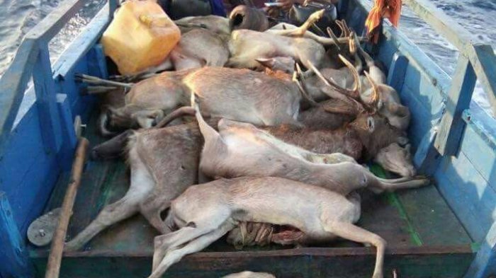 Puluhan Rusa di Pulau Komodo Dibantai?