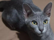 Kenalan dengan Kucing Busok, Kucing Eksotis Asli Indonesia
