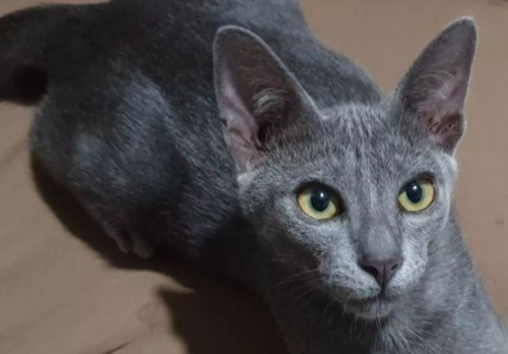 Kenalan dengan Kucing Busok, Kucing Eksotis Asli Indonesia