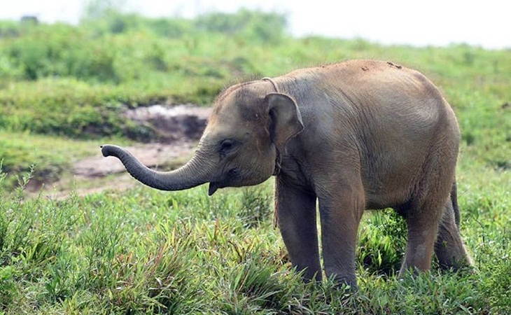 Anak gajah di perlidundangan Taman Nasional Way Kambas. (Foto: instagram.com/balaitamanasionalwaykambas)