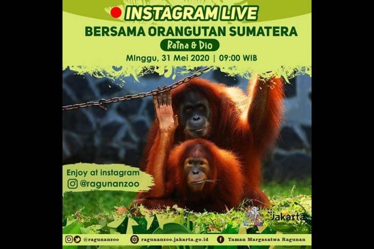 Tangkapan layar wisata virtual Ragunan bersama pasangan orangutan Sumatera, Minggu (31/5/2020.  (ANTARA/HO-Instagram Ragunan Zoo)