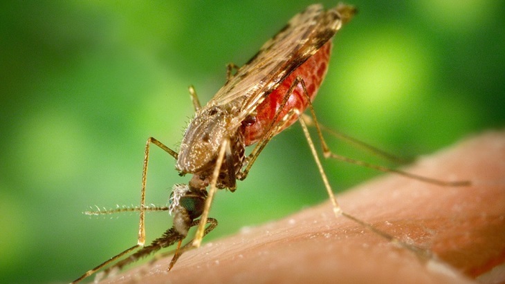 Nyamuk malaria sedang menggigit korbannya. (Pixabay/ArtsyBee)