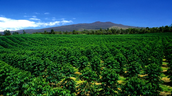Mengenal Kopi Kona dari Big Island Hawaii