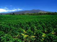Mengenal Kopi Kona dari Big Island Hawaii