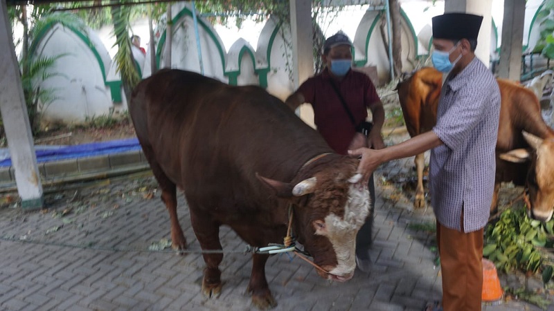 Sapi Limosin berat 837 kg, Rp62,5 juta milik Jokowi akan disembelih di Masjid Al Wustho, Selasa (20/7). (MP/Ismail)