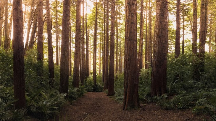 Forest Stewardship Council Beri Edukasi Lingkungan kepada Pelajar di FSC Goes to School 2018