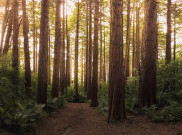 Forest Stewardship Council Beri Edukasi Lingkungan kepada Pelajar di FSC Goes to School 2018