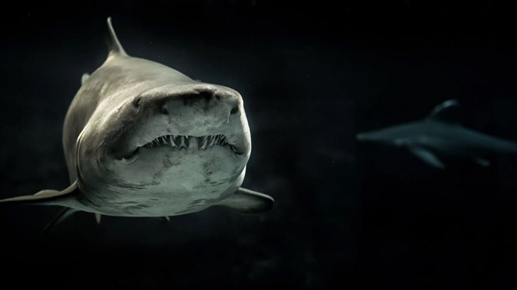 Siripnya Sepanjang Manusia, Ini Ukuran Hiu Megalodon Sebenarnya