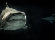 Siripnya Sepanjang Manusia, Ini Ukuran Hiu Megalodon Sebenarnya