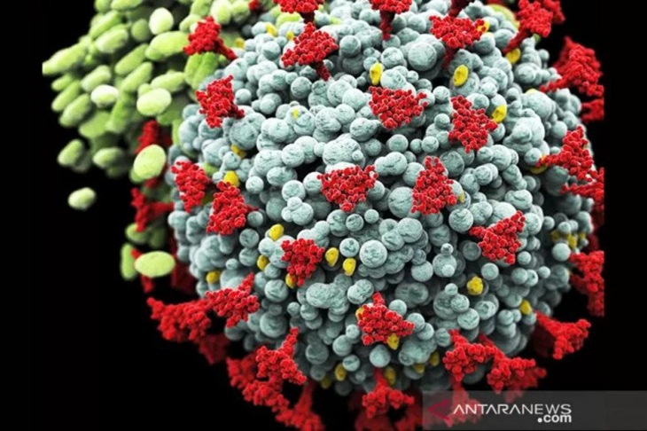 Ilustrasi - Varian baru virus Coronavirus, Covid-19 SARS-CoV-2. (ANTARA/Shutterstock/pri.)
