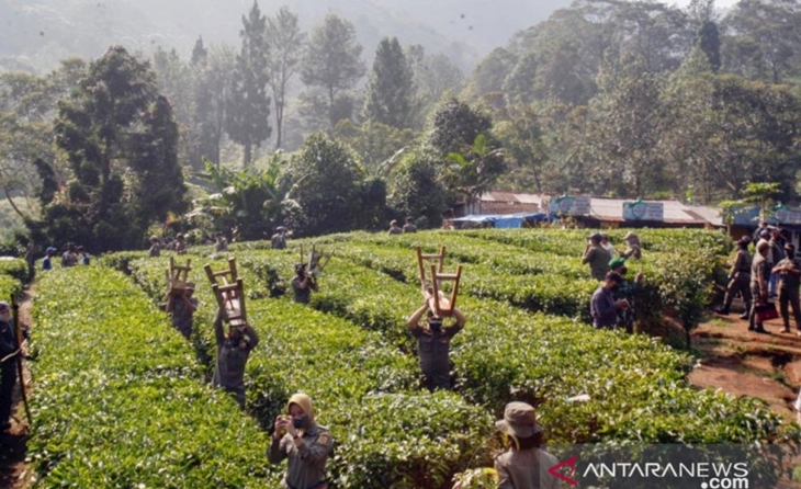 Satpol PP Bongkar Ratusan Lapak PKL di Puncak Bogor
