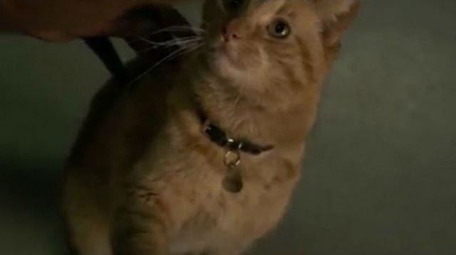 Akan ada kucing milik Captain Marvel di film (Sumber: YouTube)