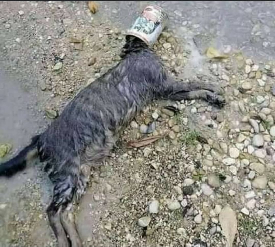 Kucing