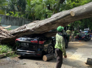 Pohon Besar Tumbang di Depan Rumah Prabowo, Menimpa Mobil Fortuner