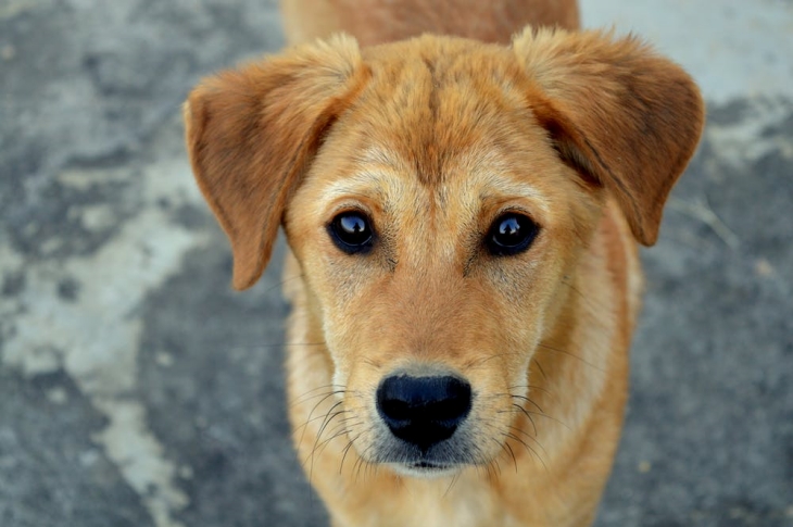 Kumis anjing memiliki peranan cukup penting (Foto: pexels/RK Jajoria)