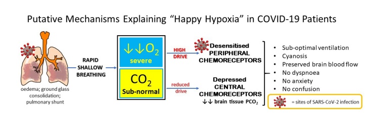 Apa itu Happy Hipoxia gejala yang dirasakan penderita COVID-19. (Foto: ThePhysiologicalSociety)