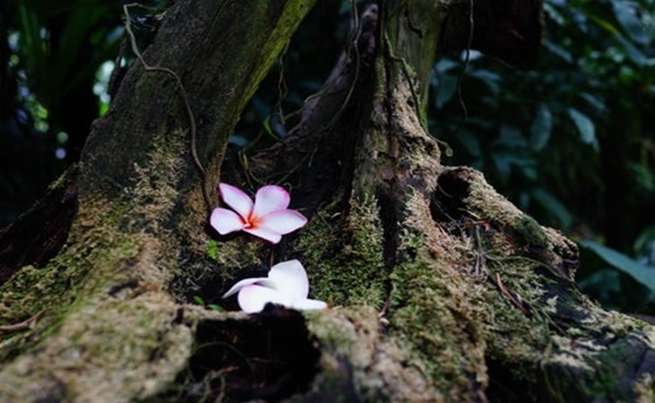 Beragam jenis bunga anggrek di Orchid Forest