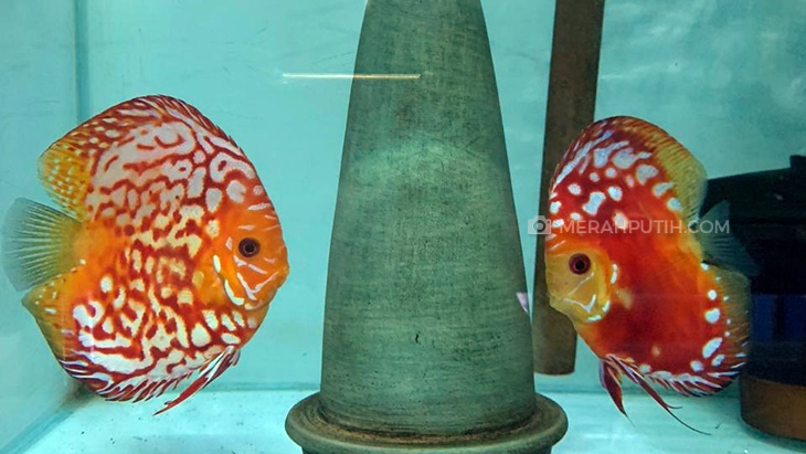 Mengenal Cara Breeding Ikan Discus, Si Cantik Asal Sungai Amazon