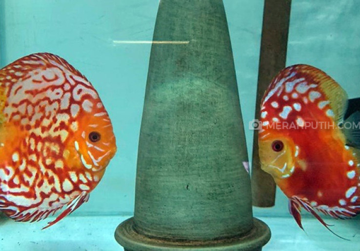 Mengenal Cara Breeding Ikan Discus, Si Cantik Asal Sungai Amazon