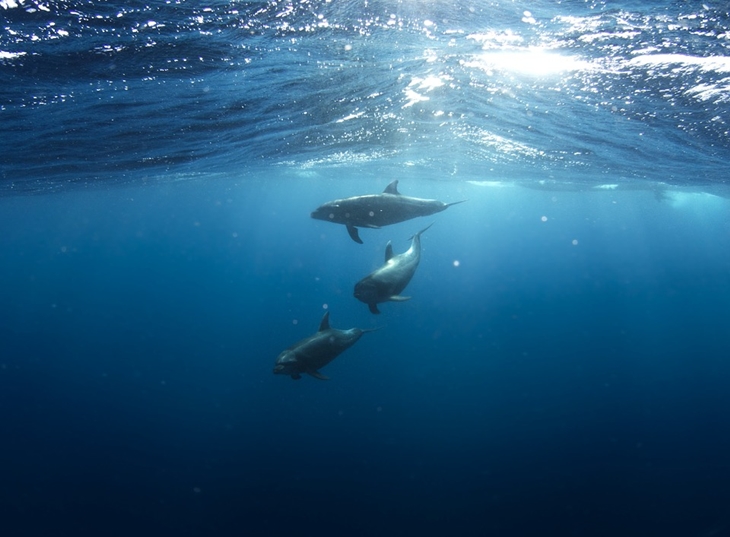 Di Laguna lumba-lumba dilatih untuk menggiring ikan-ikan lain. (Foto: Pixabay/Free-Photos)