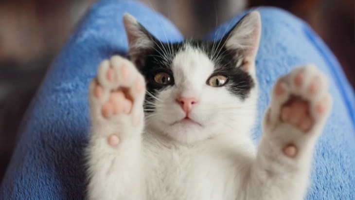 6 Cara Efektif Hilangkan Kutu Kucing