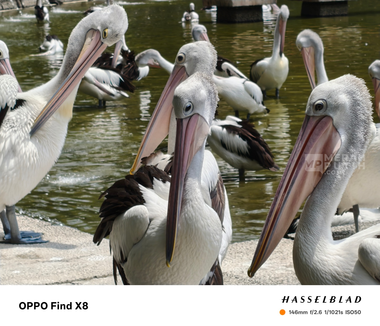 Burung Pelikan Jepretan Smartphone OPPO Find X8 Pro Hasselblad