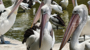 Burung Pelikan Jepretan Smartphone OPPO Find X8 Pro Hasselblad