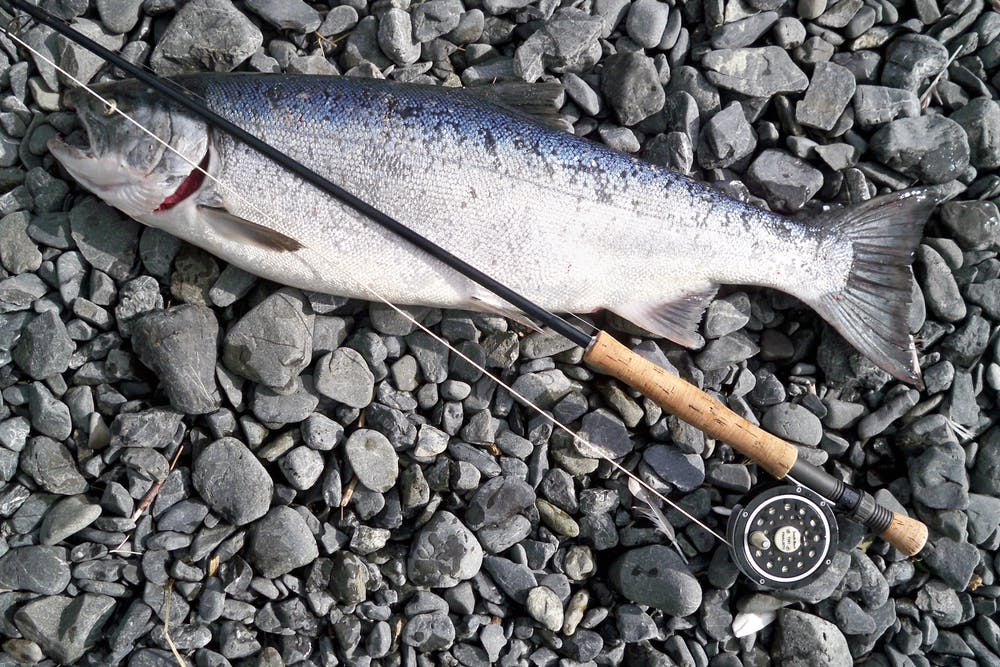 Nutrisi Penting Ikan Salmon Bagi Ketahanan Tubuh