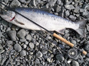Nutrisi Penting Ikan Salmon Bagi Ketahanan Tubuh