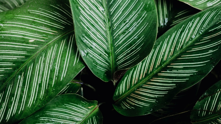 Hijau menjadi warna kekuatan Pisces. (Foto: pexels/Nothing Ahead)