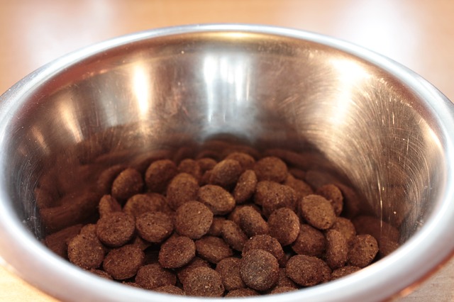 Makanan anjing untuk Poodle tidak boleh salah pilih (Foto: Pixabay/kalhh)