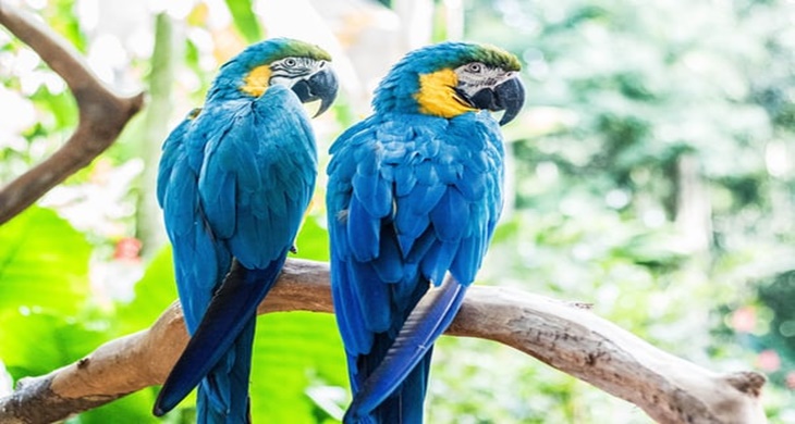 burung