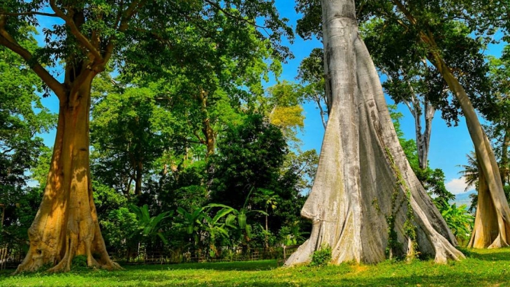 Ternyata Ada Pohon Purba di Lombok