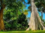 Ternyata Ada Pohon Purba di Lombok