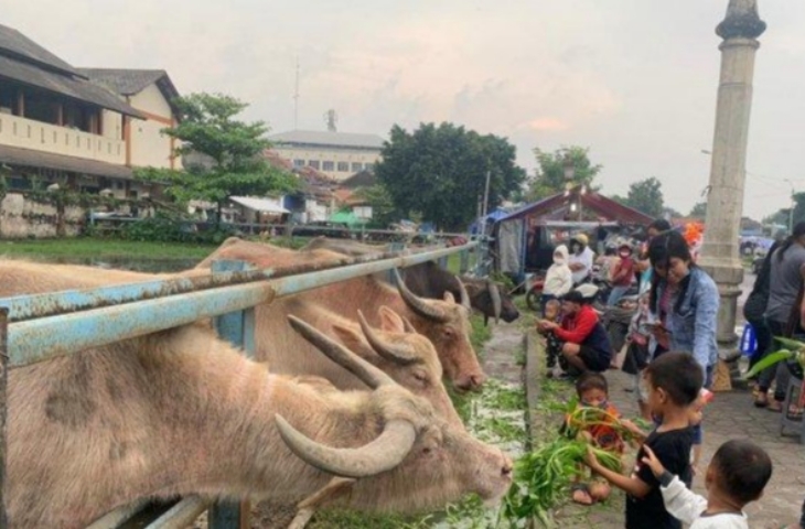Kerbau bule jadi tontonan warga di kawasan Alun-alun Kidul (Alkid) Keraton Kasunanan Surakarta Hadiningkrat, Minggu (11/4). (Foto: MP/Ismail)