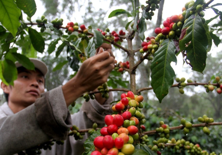 Pakar Malaysia Prediksi Indonesia Bakal Jadi Eksportir Kopi Dunia