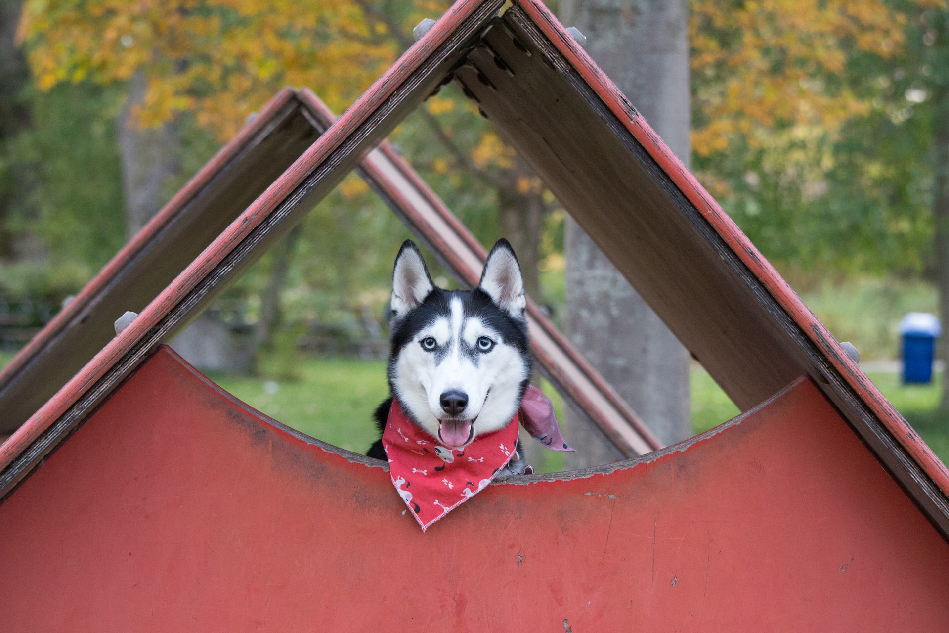 Cara Bikin Rumah Anjing Tetap Adem Meski Cuaca Panas