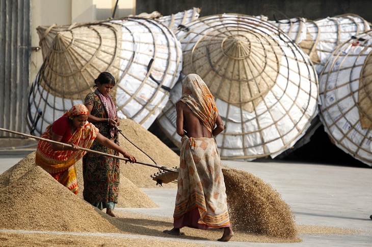 Trivia4_ bangladesh menduduki peringkat empat penghsil beras terbaik_ foto by pixabay ( Fotomatik)