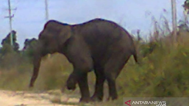 Habitat Menyusut Parah, Populasi Gajah di Balai Raja Tinggal Tujuh Ekor