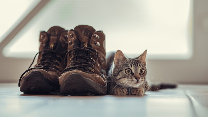Misteri di Balik Obsesi Kucing terhadap Sepatu Manusia