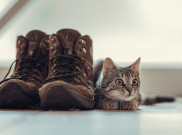 Misteri di Balik Obsesi Kucing terhadap Sepatu Manusia