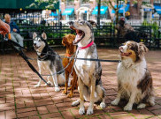 Ini Penjelaan CDC Soal Penularan Coronavirus Dari Hewan Peliharaan 