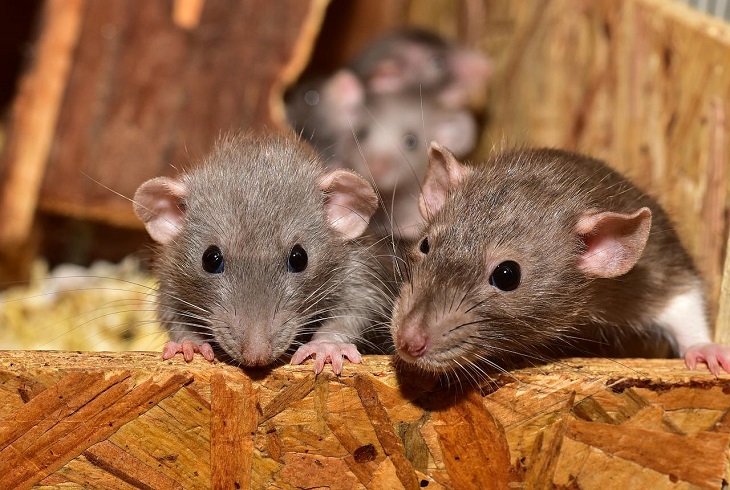 tikus gigit kabel
