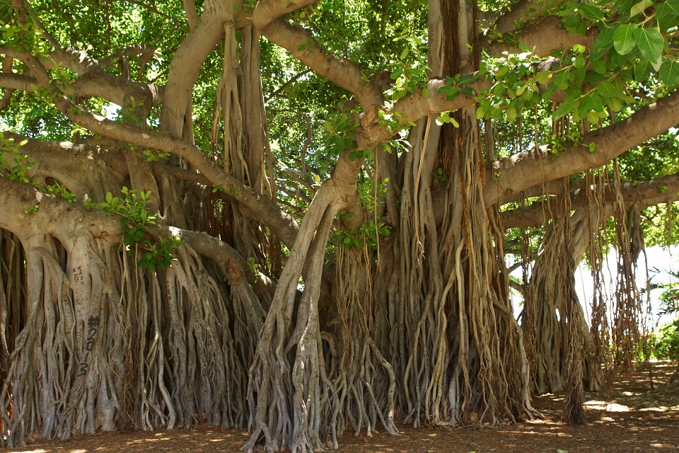 Kulit pohon beringin sangat berguna (Sumber: Pixabay/DebraJean)