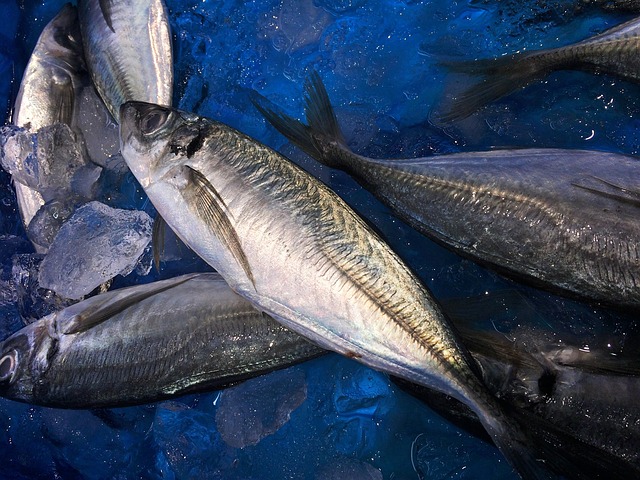 Ikan kembung kaya akan omega-3 (Foto: Pixabay/auntmasako)
