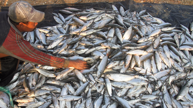 Kurang Diminati, Harga Ikan dan Daging Ayam Turun