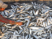 Kurang Diminati, Harga Ikan dan Daging Ayam Turun
